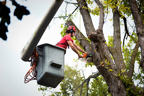 Safe and Efficient Tree Removal